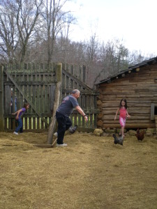 Rounding up the chickens